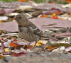 Harris Sparrow juvenile